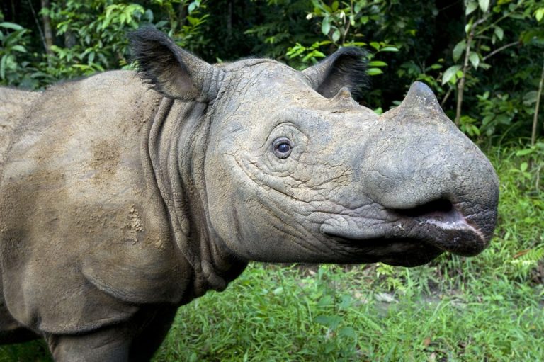 Sumatran-Rhinoceros